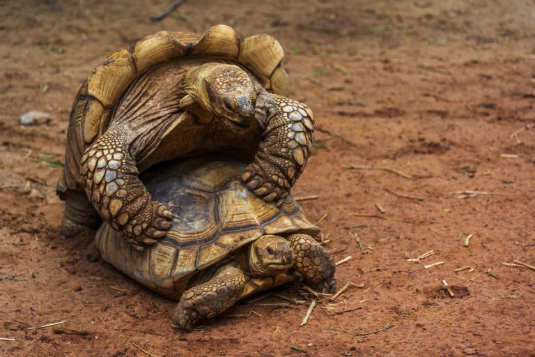 Slow Relationships